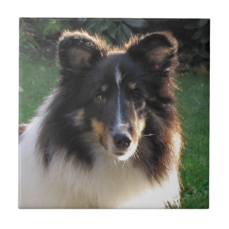 Azulejo De Cerâmica Cão de carneiros de Shetland