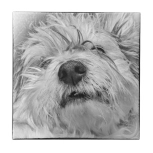 Azulejo De Cerâmica Cão de Coton de Tulear
