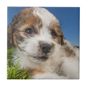 Azulejo De Cerâmica Cão de filhote de cachorro bonito (Shitzu)