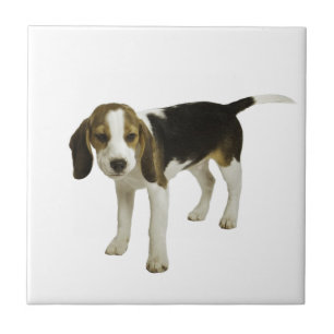 Azulejo De Cerâmica Cão de filhote de cachorro do lebreiro