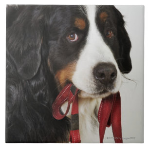 Azulejo De Cerâmica Cão de montanha de Bernese (Berner Sennenhund) com