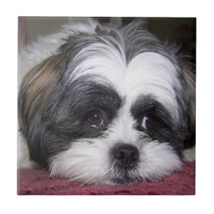 Azulejo De Cerâmica Cão de Shih Tzu