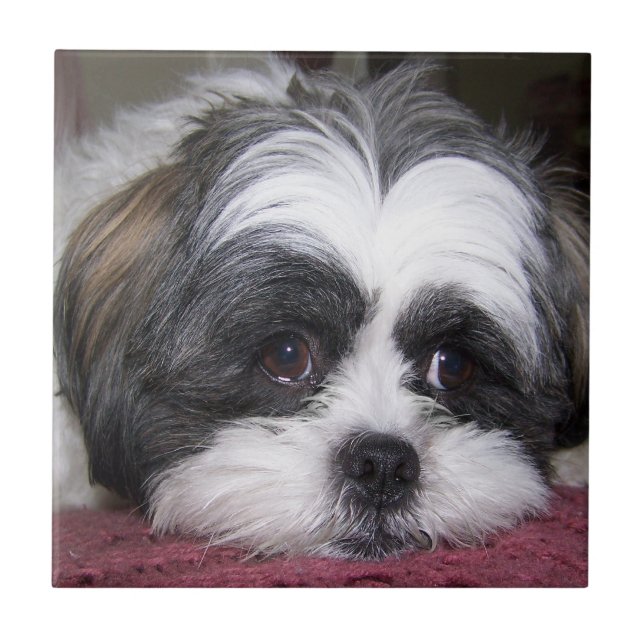 Azulejo De Cerâmica Cão de Shih Tzu (Frente)