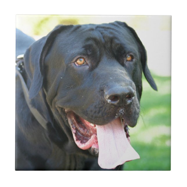 Azulejo De Cerâmica Cão de Tosa Inu (Frente)