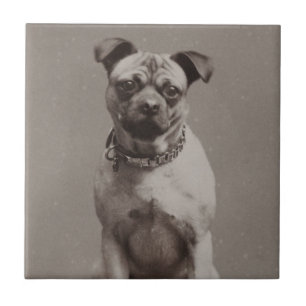 Azulejo De Cerâmica Cão do vintage