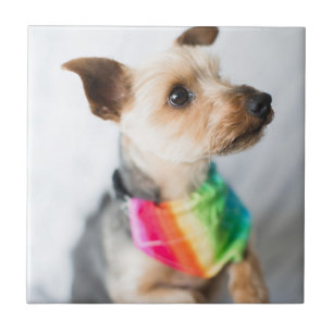 Azulejo De Cerâmica Cão Orgulho gay Yorkshire Terrier