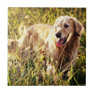 Azulejo De Cerâmica Cão Ouro