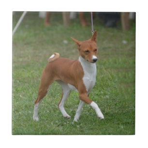 Azulejo De Cerâmica Cão Prancing de Basenji