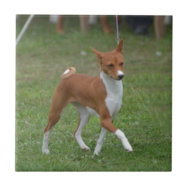 Azulejo De Cerâmica Cão Prancing de Basenji (Frente)