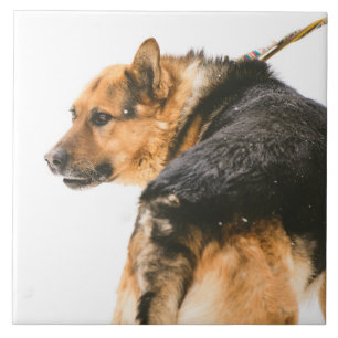 Azulejo De Cerâmica Cão preto alaranjado