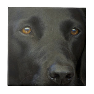 Azulejo De Cerâmica Cão preto de Labrador