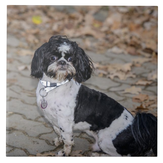 Azulejo De Cerâmica Cão preto e branco (Frente)