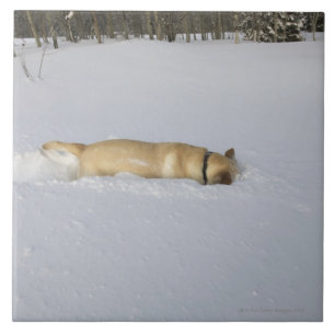 Azulejo De Cerâmica Cão que burrowing na neve