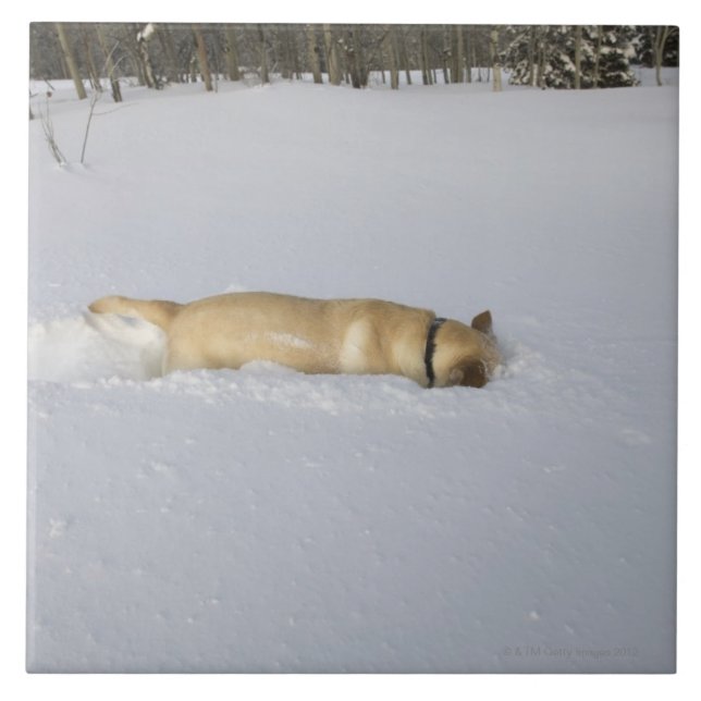Azulejo De Cerâmica Cão que burrowing na neve (Frente)