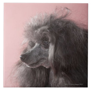 Azulejo De Cerâmica Cão que olha afastado