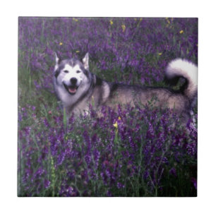 Azulejo De Cerâmica Cão ronco feliz