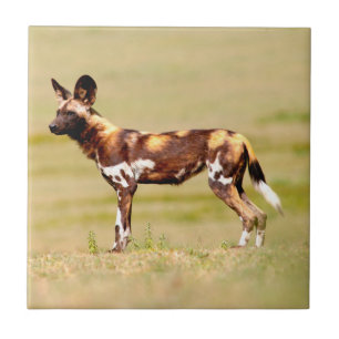 Azulejo De Cerâmica Cão selvagem africano (Lycaon Pictus) em pé