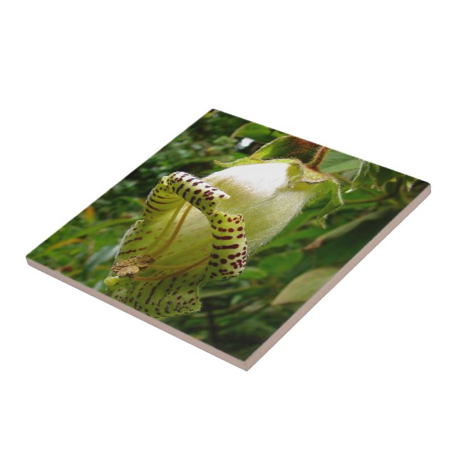 Azulejo De Cerâmica Capanea Grandiflora (Lateral)