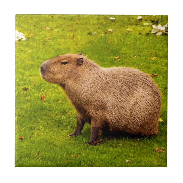 Azulejo De Cerâmica Capivara (Frente)