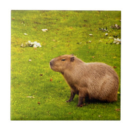 Azulejo De Cerâmica Capivara