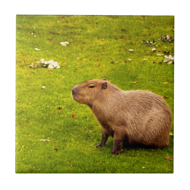 Azulejo De Cerâmica Capivara (Frente)
