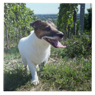 Azulejo De Cerâmica Capo von Oppenheim Jack Russell Terrier, Cão