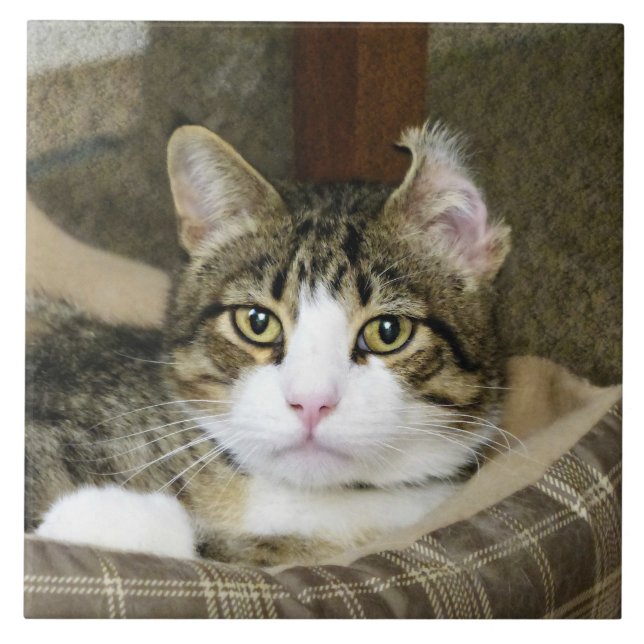 Azulejo De Cerâmica Capturado (Frente)
