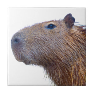 Azulejo De Cerâmica Capybara