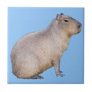 Azulejo De Cerâmica Capybara