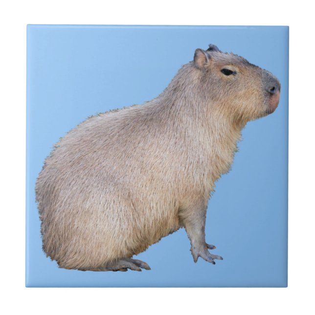 Azulejo De Cerâmica Capybara (Frente)