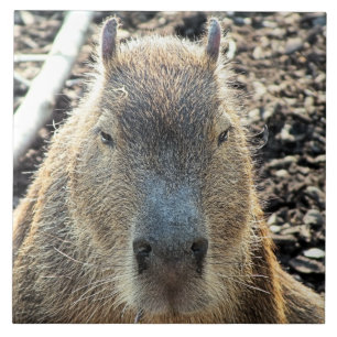 AZULEJO DE CERÂMICA CAPYBARA