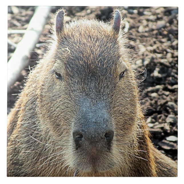 AZULEJO DE CERÂMICA  CAPYBARA (Frente)