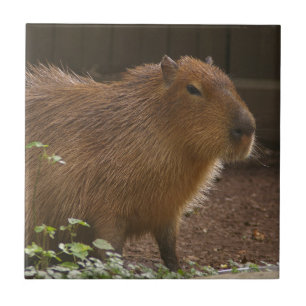 Azulejo De Cerâmica Capybara