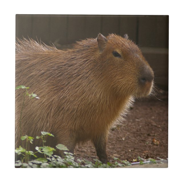 Azulejo De Cerâmica Capybara (Frente)