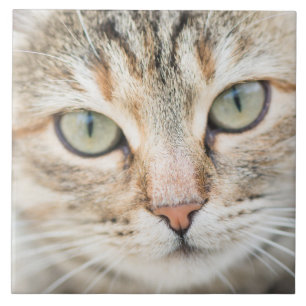 Azulejo De Cerâmica Cara de gato