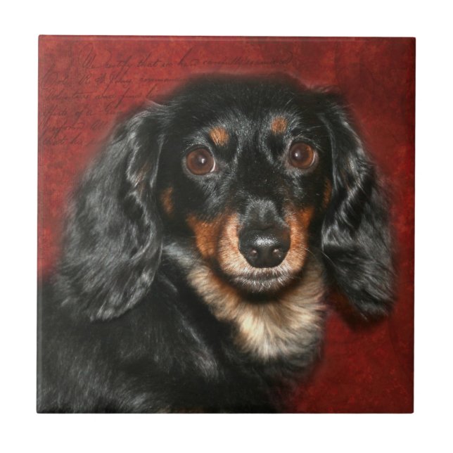 Azulejo De Cerâmica Cara do Dachshund (Frente)