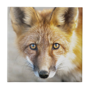 Azulejo De Cerâmica Cara do Fox vermelho, Fim-acima