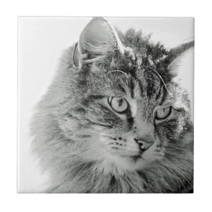 Azulejo De Cerâmica Cara macia bonito do gato