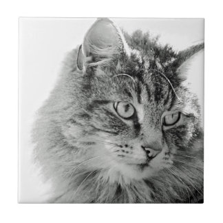 Azulejo De Cerâmica Cara macia bonito do gato