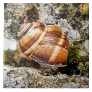 Azulejo De Cerâmica Caracol