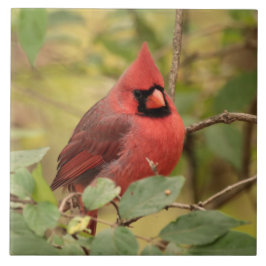 Azulejo De Cerâmica Cardeal de norte em árvore no início do outono