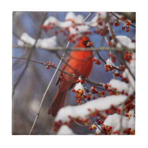 Azulejo De Cerâmica Cardeal do norte