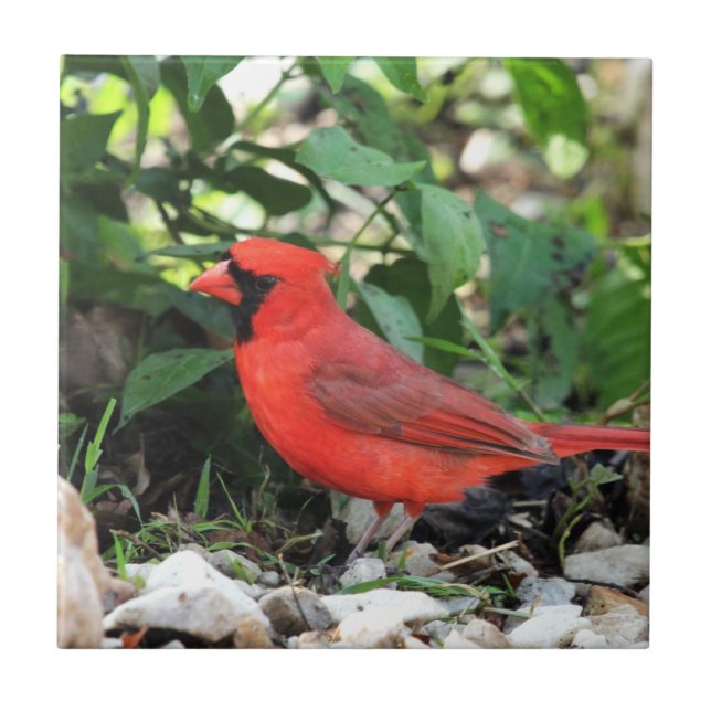 Azulejo De Cerâmica Cardinal (Frente)