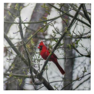 Azulejo De Cerâmica Cardinal