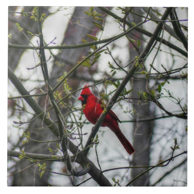 Azulejo De Cerâmica Cardinal (Frente)