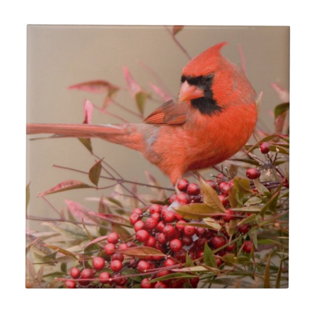 Azulejo De Cerâmica Cardinal do Norte em Bambu Celestial Nandina (Frente)