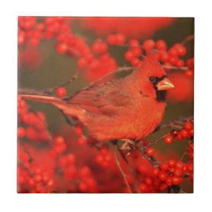 Azulejo De Cerâmica Cardinal do Norte macho vermelho, IL