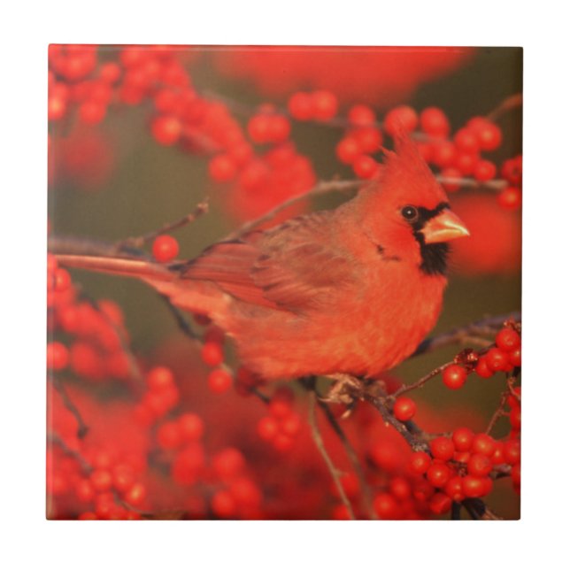 Azulejo De Cerâmica Cardinal do Norte macho vermelho, IL (Frente)