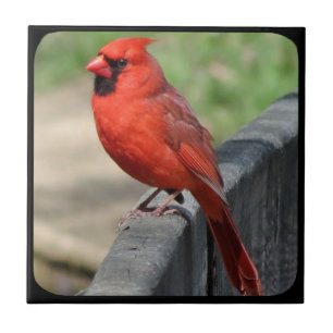 AZULEJO DE CERÂMICA  CARDINAL NA FENCE-2