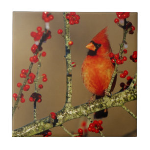 Azulejo De Cerâmica Cardinal-vermelho macho empoleirado, IL